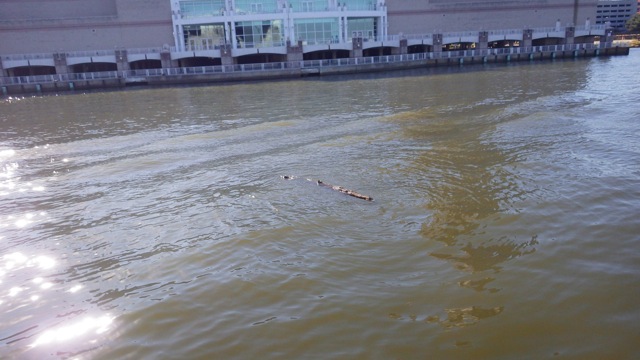 15.31 - 3.31pm - debris in the water 10-15-15
