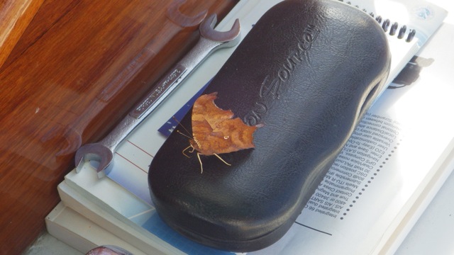 15.36 - 3.36pm - butterfly resting 10-5-15