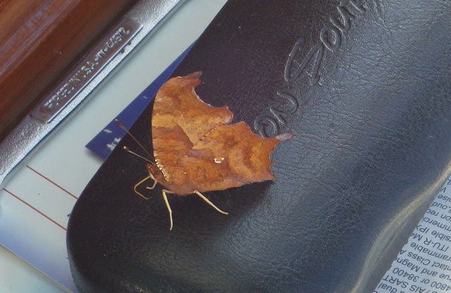 15.36 - 3.36pm -cropped butterfly resting 10-5-15