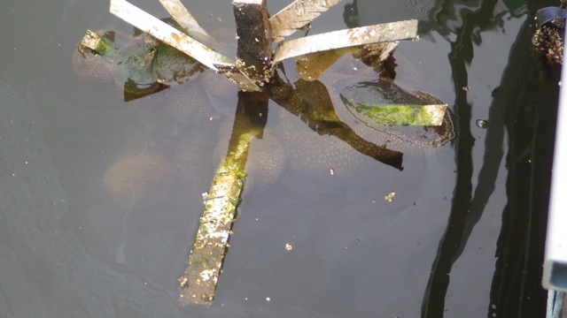 16.30 - 4.30 - Fish eggs 2 9-27-15