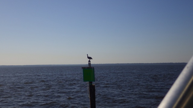 16.36 - 4.36pm - pelican on sign in Mobile Bay 10-15-15