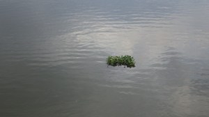 16.42 - 4.42pm - floating plants C 10-08-15