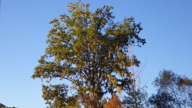 17.20 - 5.20pm - spanish moss - tree 10-13-15