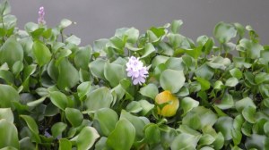 17.32 - 5.32pm - floating plants near dock 10-08-15