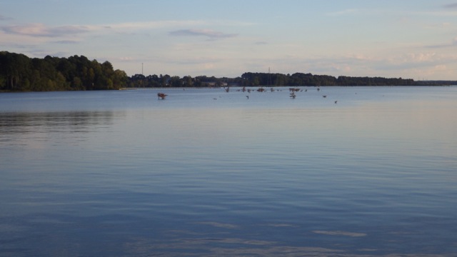 17.41 - 5.41pm - tree stumps near marina 10-08-15