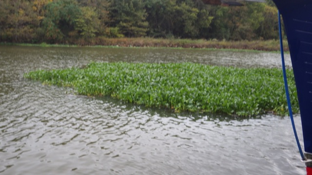 7.36am - large cluster of plants with log attached 10-11-15