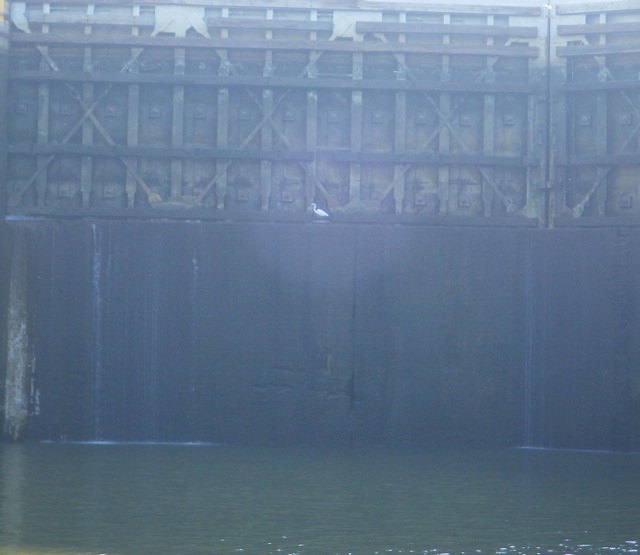8.36am - white heron at door Demopolis lock 10-13-15