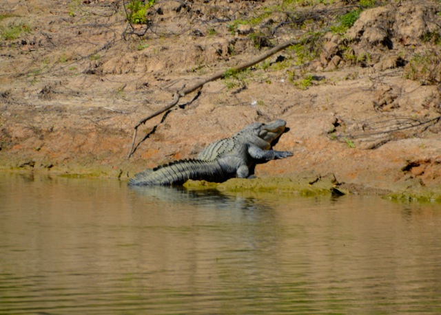 DSC_0059 - asleep on the river bank - alligator 10-14-15 copy