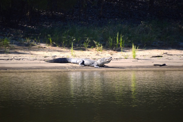 DSC_0077 alligator awakened by the waves - 10-14-15 copy