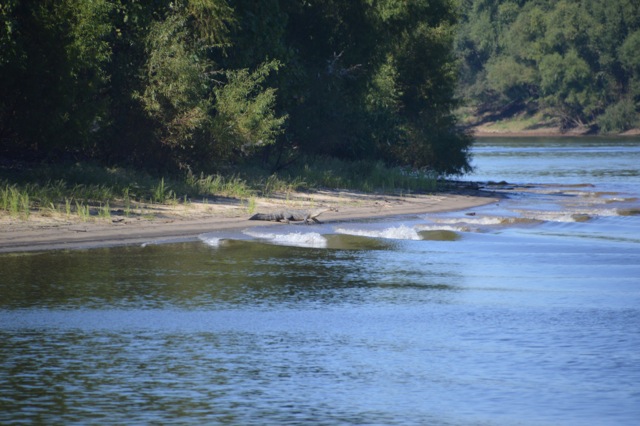 DSC_0092 - alligator waves 10-14-15 copy