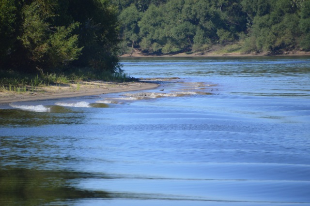 DSC_0099 - alligator waves 10-14-15 copy