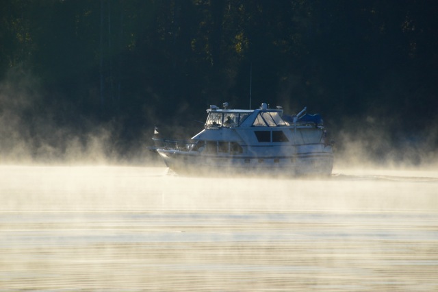 DSC_1908 8.10am Sunflower in the fog 10-14-15 copy