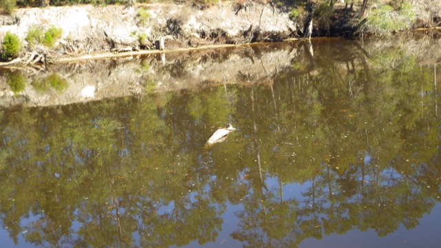 11.31am - debris B inside the ditch 11-28-15