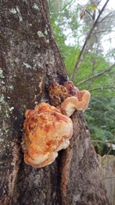 15.27 - 3.27pm - fungi on Oak tree C 10-25-15