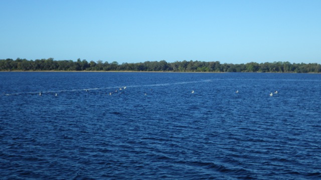 8.11am flock of pellicans 11-28-15