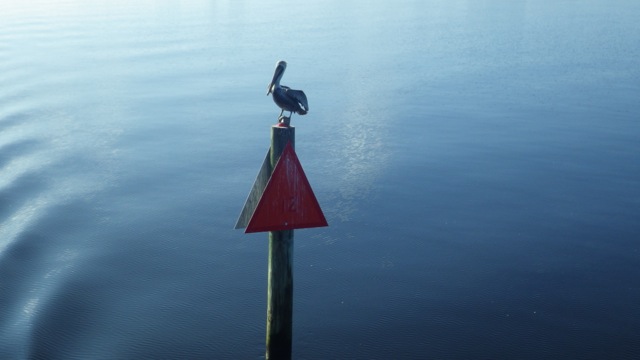 8.16am - pelican standing guard 11-12-15