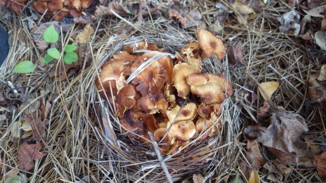 Mushroom nest in Terrys yard 10-30-15