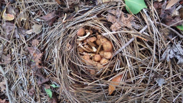Nest of Mushrooms 10-27-15