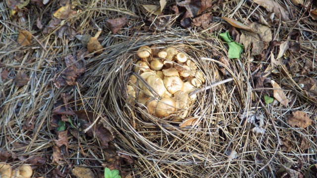 Nest of Mushrooms day 2 10-28-15