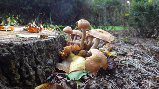 sideview of mushrooms by stump 10-28-15