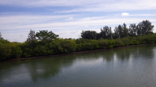 10.20am - scenery along the ICW 12-1-15
